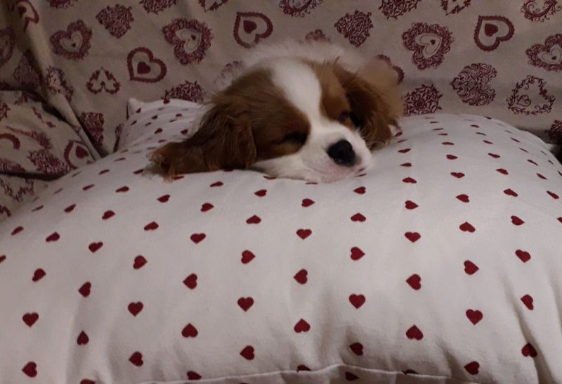 sonno