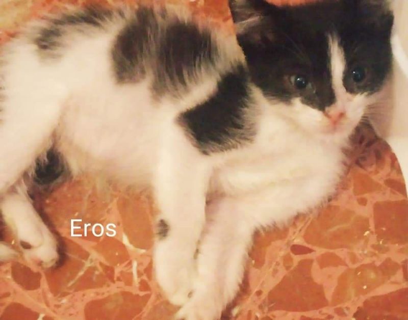 ASTRO ARTU' HOPE EROS