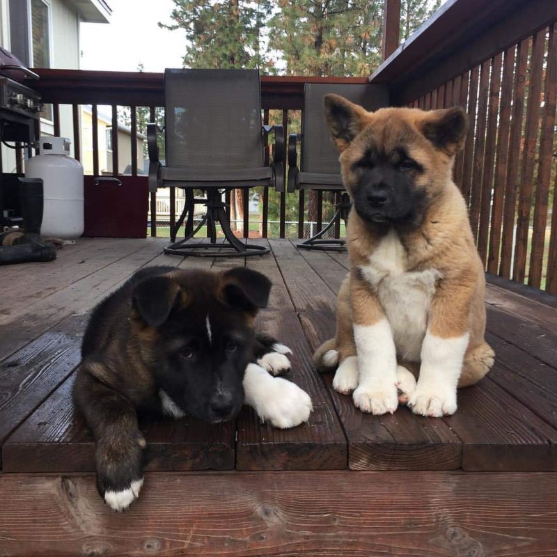 Beautiful AKITA puppies for adoption with all shots all to date