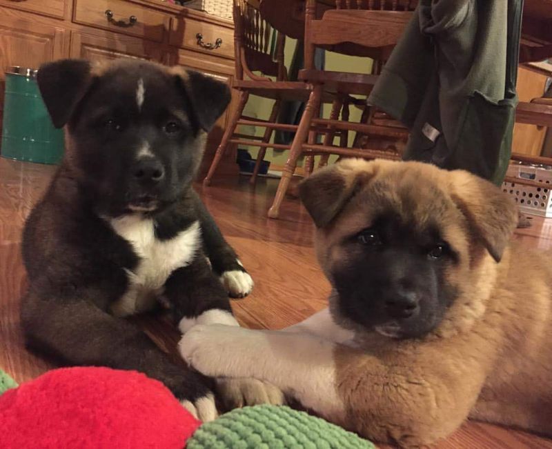 Beautiful AKITA puppies for adoption with all shots all to date