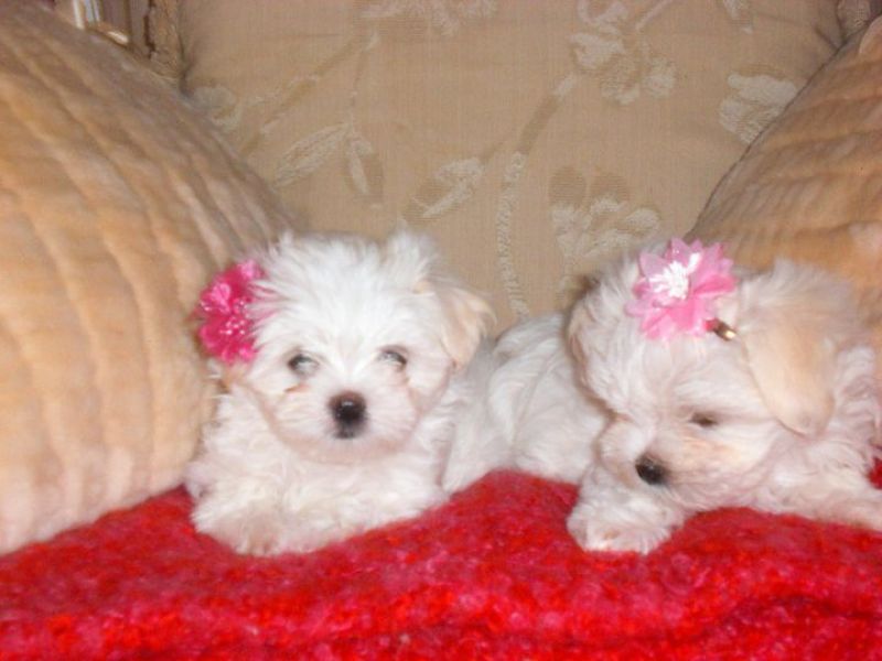 splendidi cuccioli di razza maltese