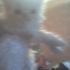 Vendere un gattino, Persidsky ehtrimal colore-Poin
