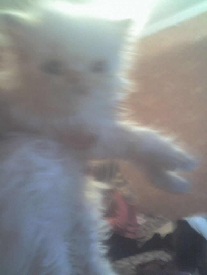 Vendere un gattino, Persidsky ehtrimal colore-Poin