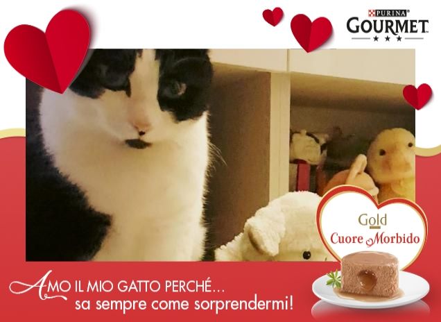 La curiosità del gatto 