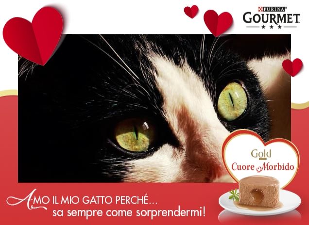 La curiosità del gatto 