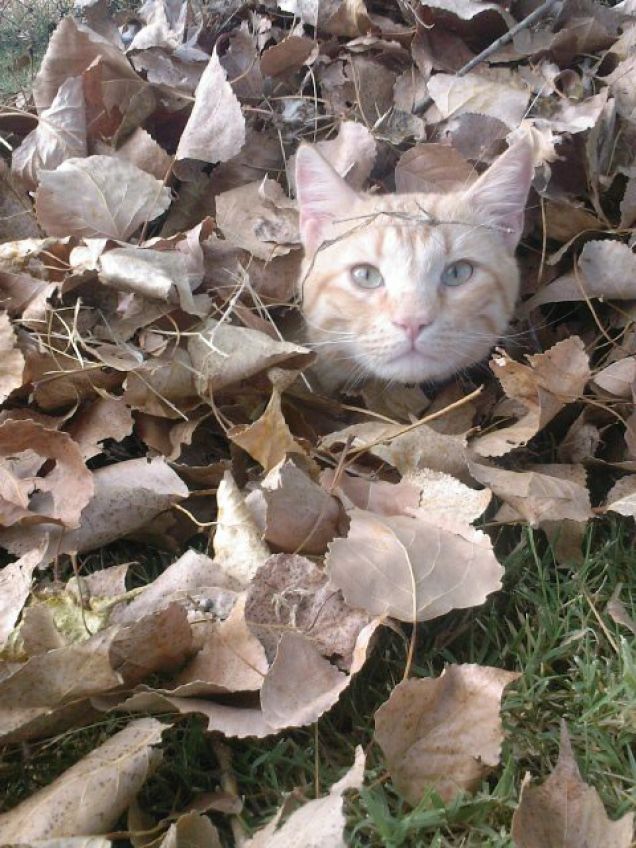 Lo Stregatto in Rosso