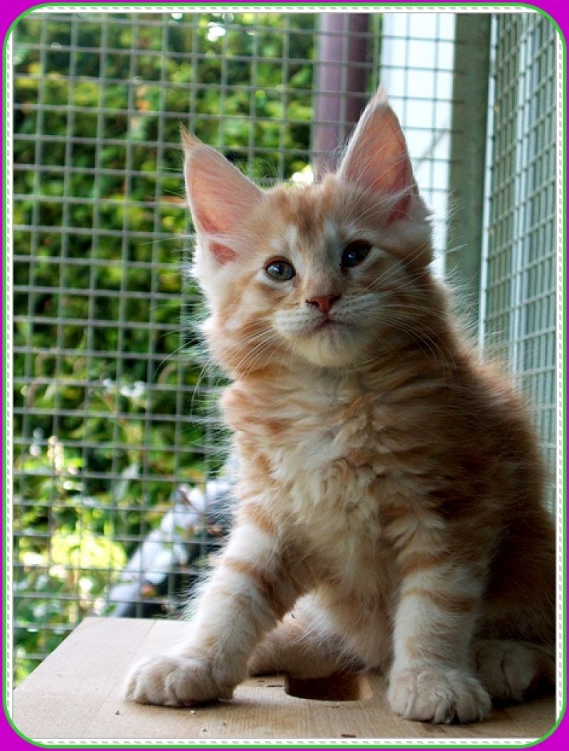 Cuccioli di Maine Coon