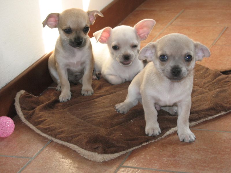 Chihuahua cuccioli pedigree