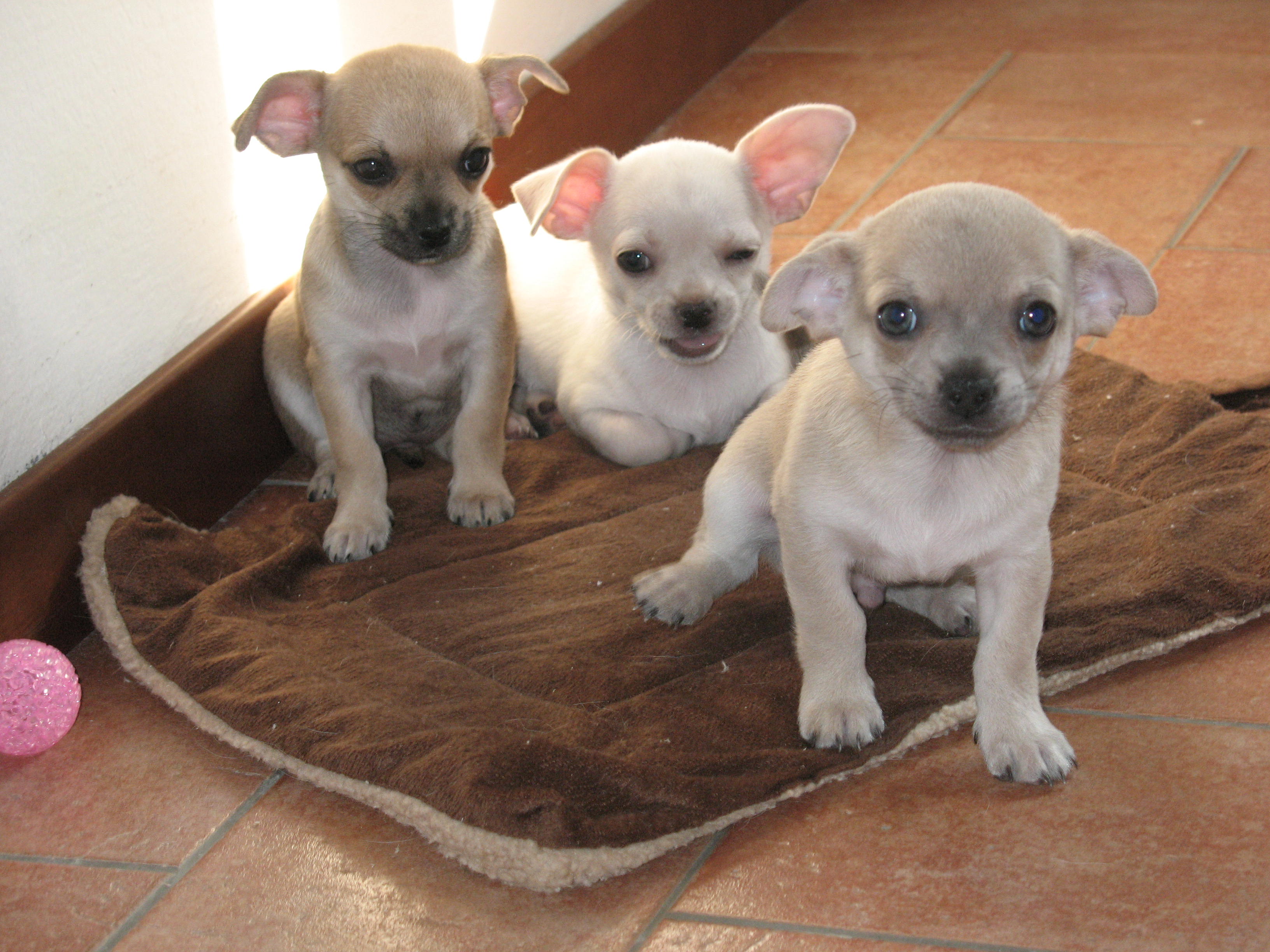 Chihuahua cuccioli pedigree Petpassion