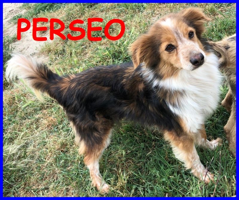 PERSEO, cane ATTIVO e VIVACE, 3 anni, taglia p/m