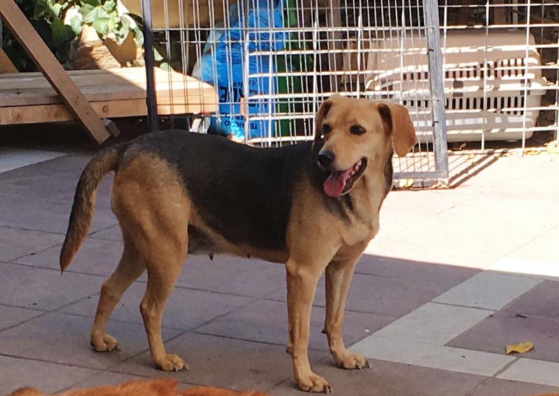 TAMARA,cane simil beagle, 2anni,incercadiamore