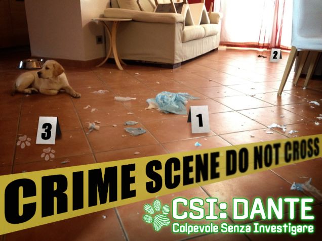 Dante CSI