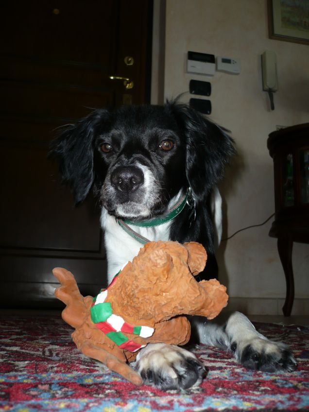 maia con renna di babbo natale