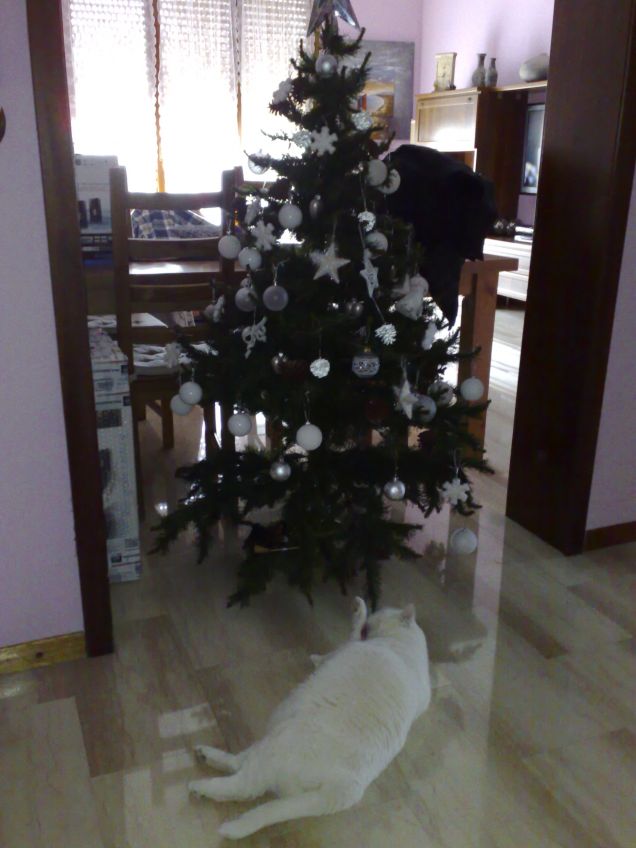 sophie e l'albero 2