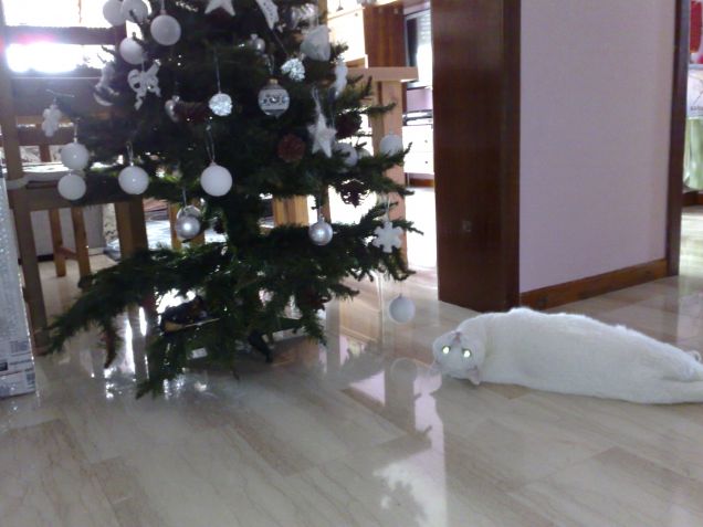 sophie...agguato all'albero