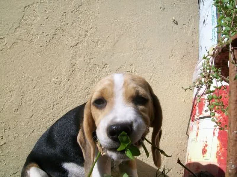 Potti il giocherellone