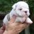 bulldogInglese