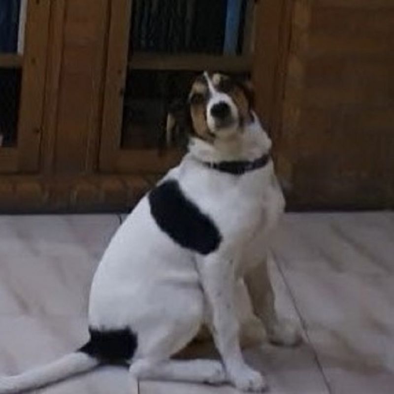 Cane cerca casa