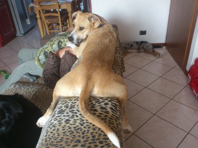 Come sono comoda sul divano!!!