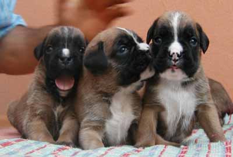 Cuccioli di boxer ALTA GENEALOGIA