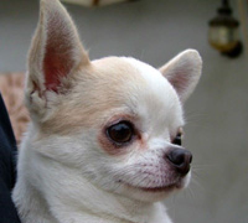 cerco chihuahua