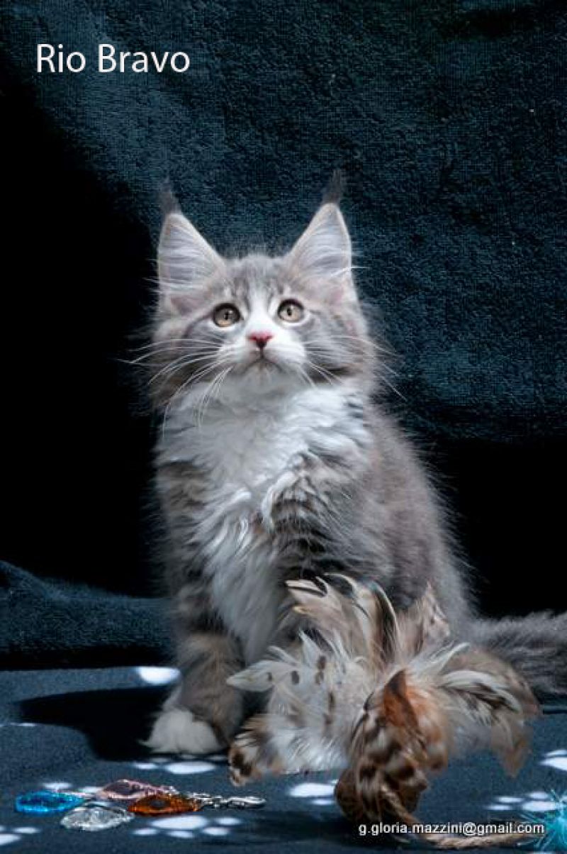 vendo gattini maine coon