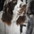 springer spaniel inglese