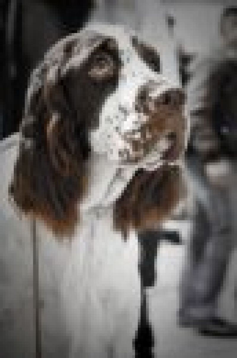 springer spaniel inglese