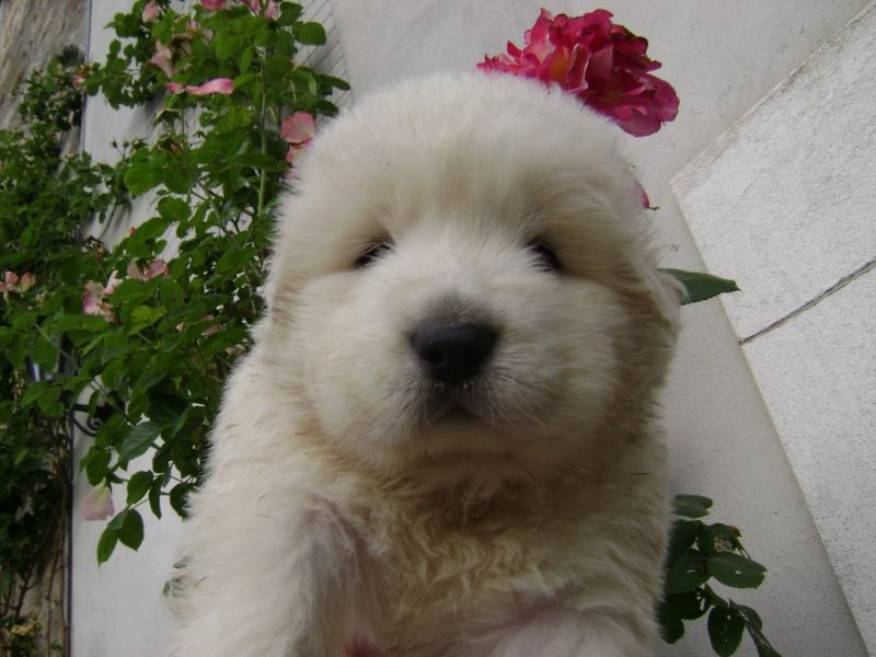 CUCCIOLO CANE PASTORE MAREMMANO ABRUZZESE PEDIGREE