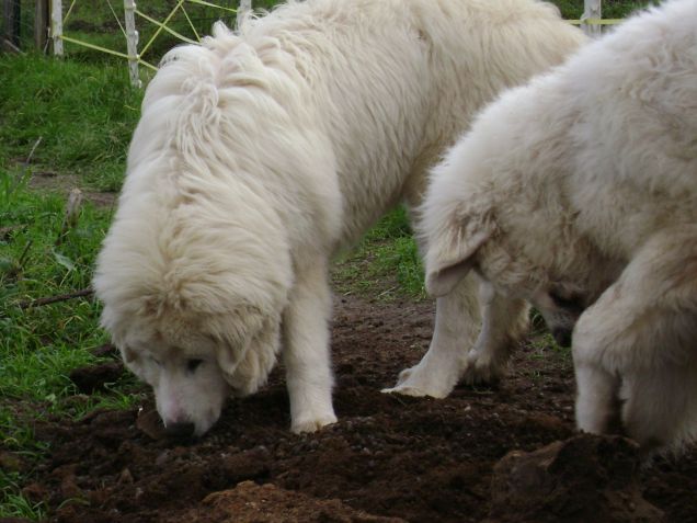 Allev. IL GUARDIANO BIANCO