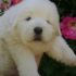 CUCCIOLA CANE PASTORE  MAREMMANO ABRUZZESE PEDIGREE
