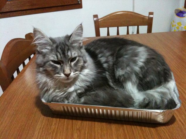 gatto al forno........ma x scherzo!!!