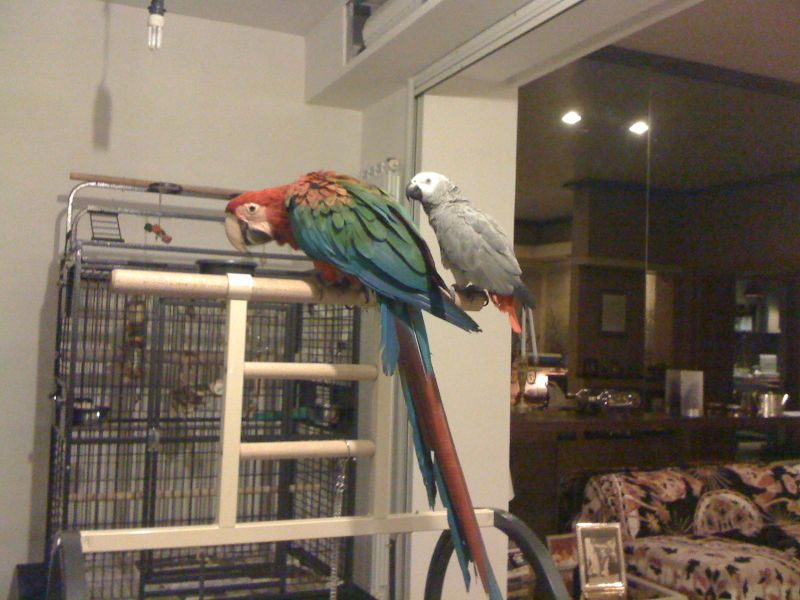 smarrita pappagallo ara rossa verde e blu