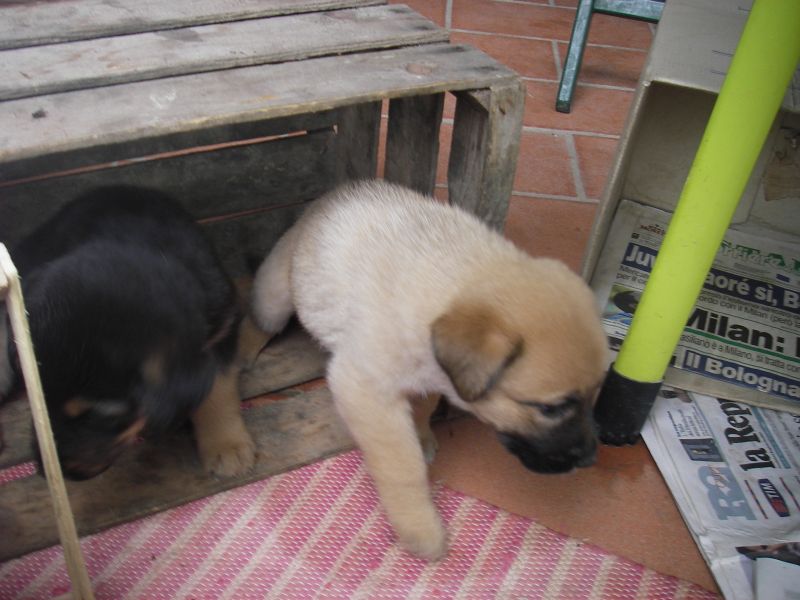 regaliamo tre cuccioli meravigliosi 