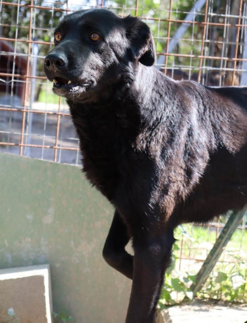 HOMER è un bellissimo cagnolone di 6 anni