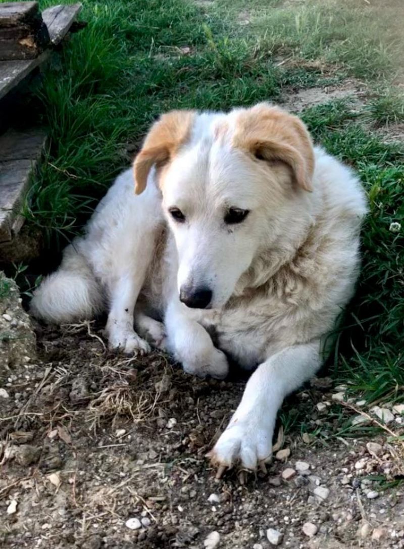 bellissimo e morbido cucciolone, nato nel 2010