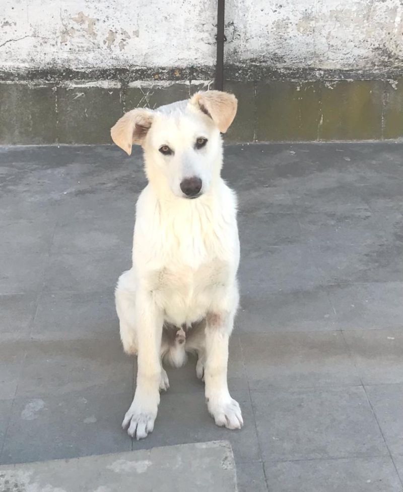 6 MESI Colore bianco pelo corto