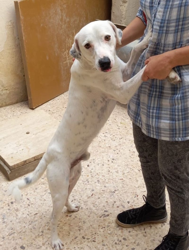 Tobia, salvato da una brutta situazione, cerca casa