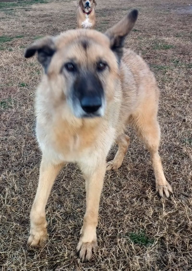 cagnolone molto buono che sta bene di salute, incrocio pastore 