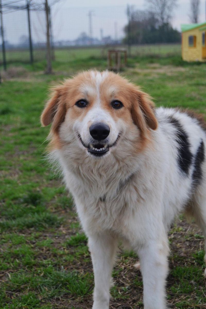 bella cagnolina mix pastore - giovanissima