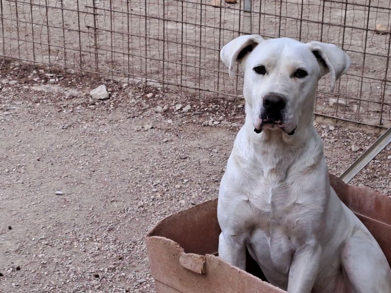 Pippo, bravo e mansueto, incrocio Dogo Argentino