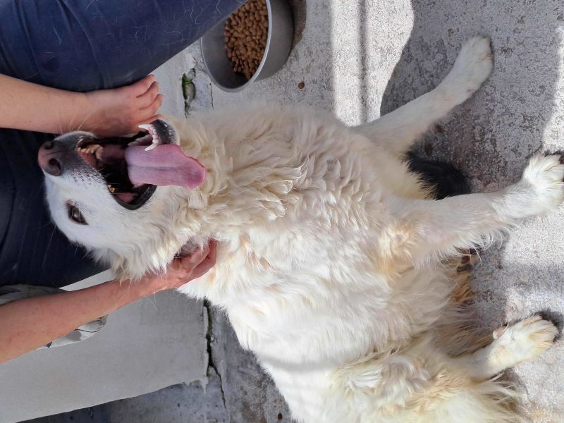 GELSOMINA, cagnolona bella e vivace (si trova in provincia di Pavia)