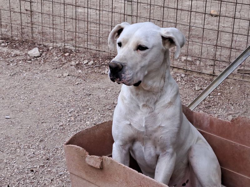 affettuoso simil incrocio dogo argentino bianco, molto elegante, bravo e mansueto