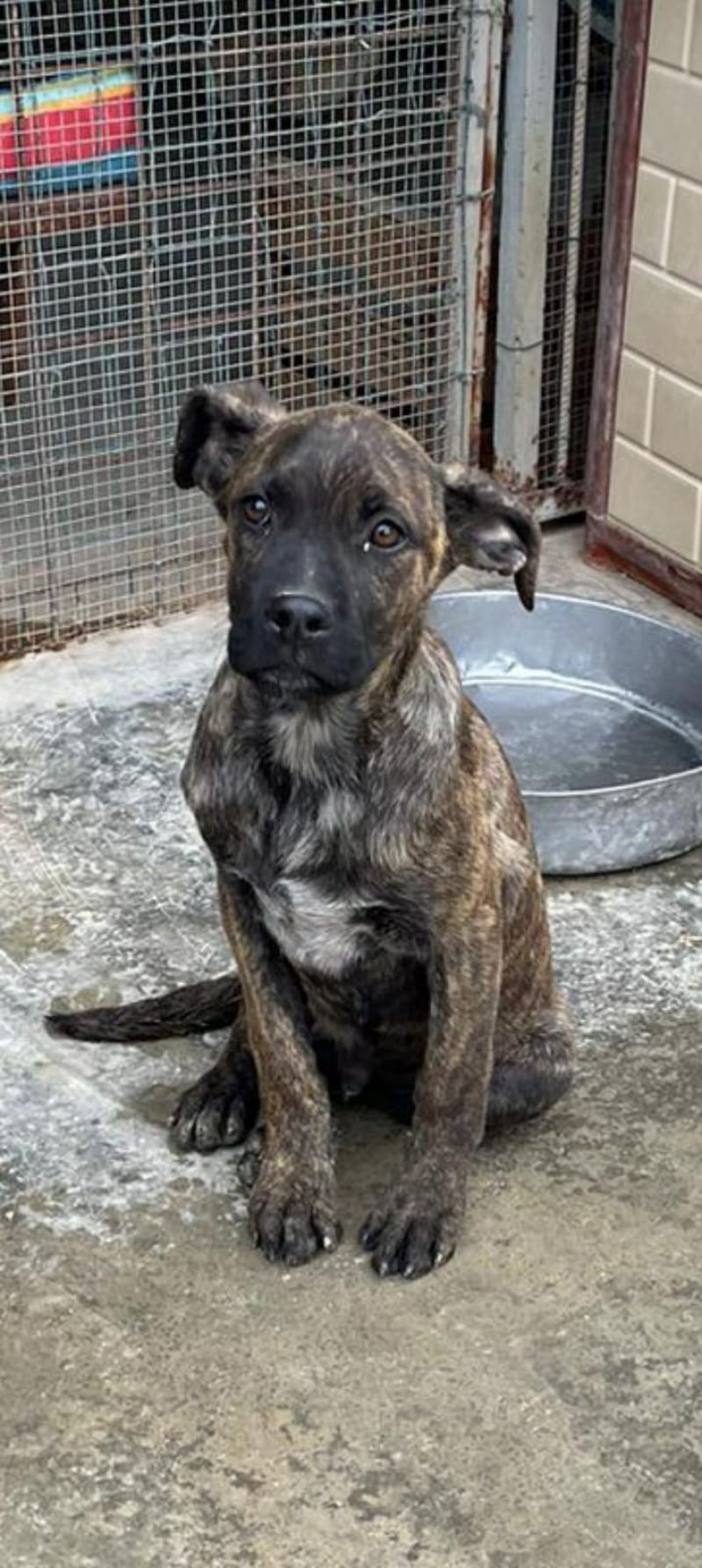 Cucciolo simil corso abbandonato con i fratellini