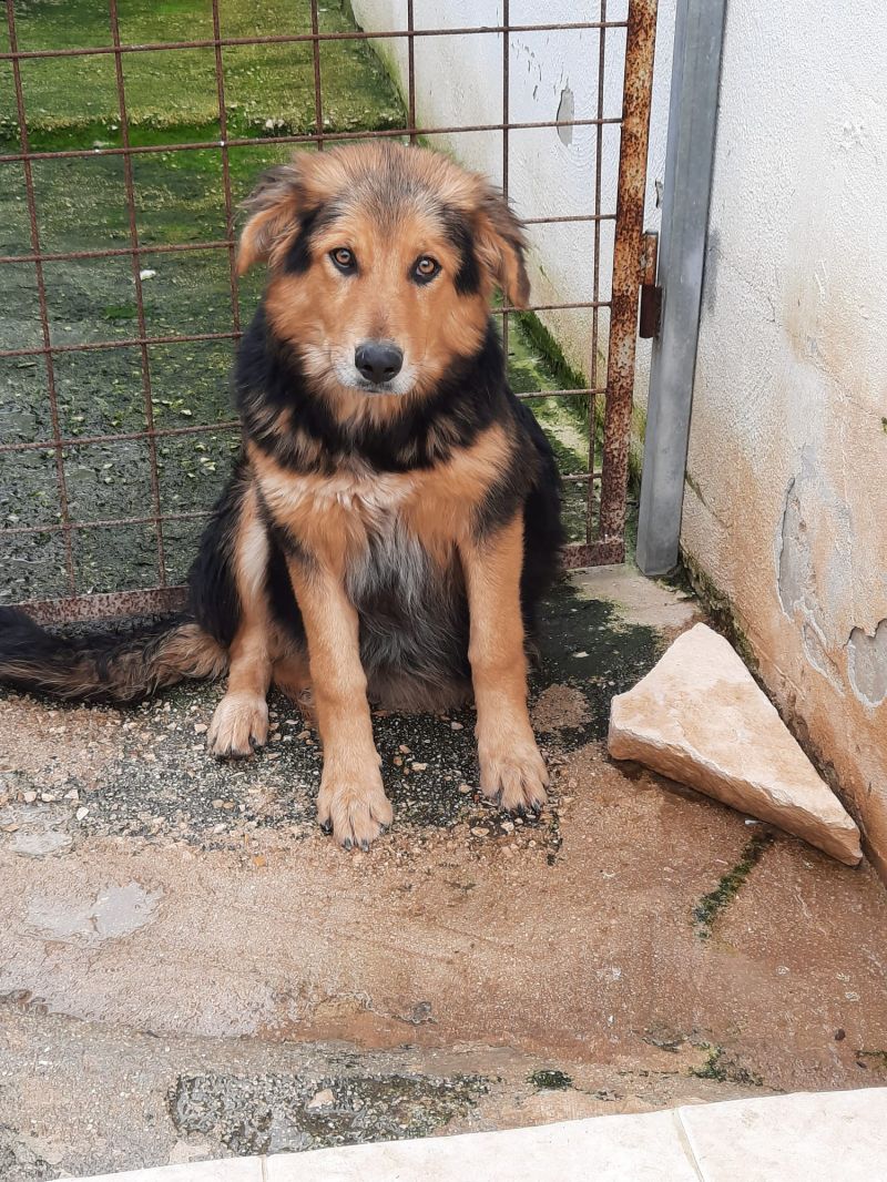 GRACE 9 mesi, cerca una casa dove crescere