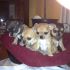 cuccioli chihuahua