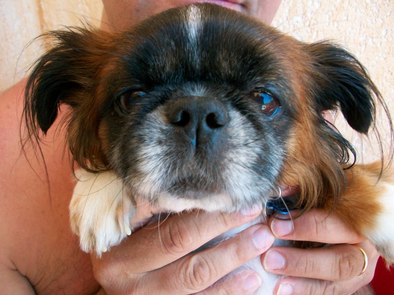 tibetan spaniel