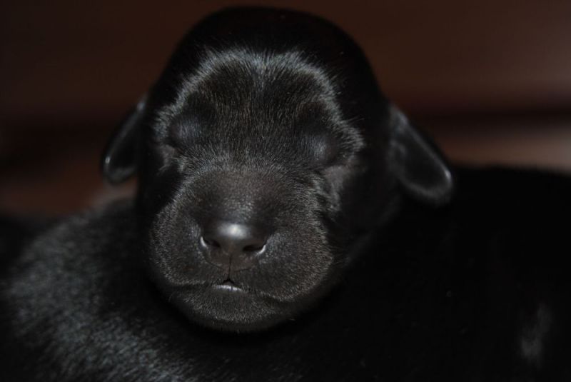 CUCCIOLI DI FLAT COATED RETRIEVER