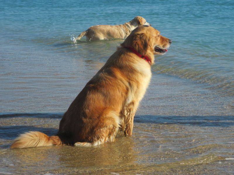 REGALO GOLDEN RETRIEVER BELLISSIMA E DOLCISSIMA