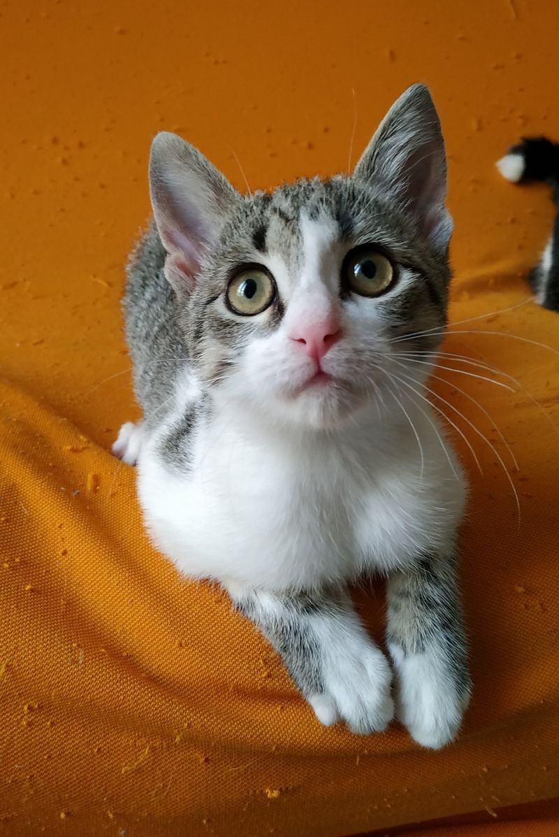 Piccola Jack cerca casa